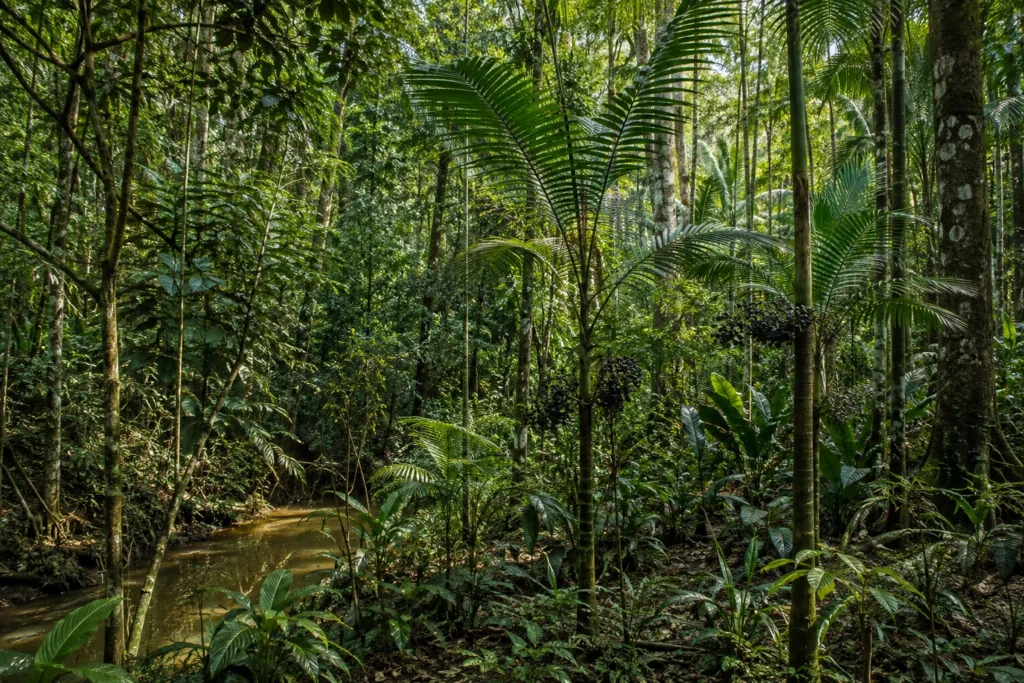 Interior de floresta amazônica com açaizeiros jovens entre outras árvores e plantas, próximo a um pequeno igarapé de água barrenta.